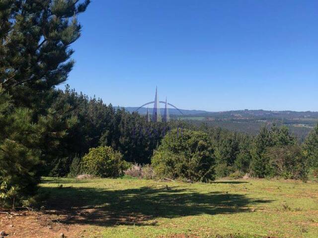 Terreno para Venta en Pichilemu - 5